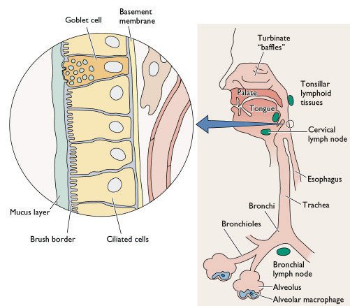 Image result for epithelial present in lining of respiratory tract