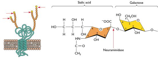 sialic-acid sialic-acid