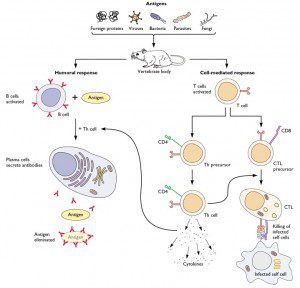 Adaptive Immune Response To Viral Infection