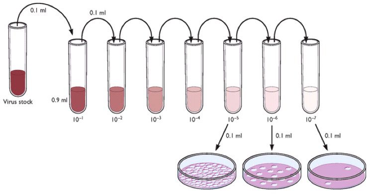 Serial Dilution Plating Technique