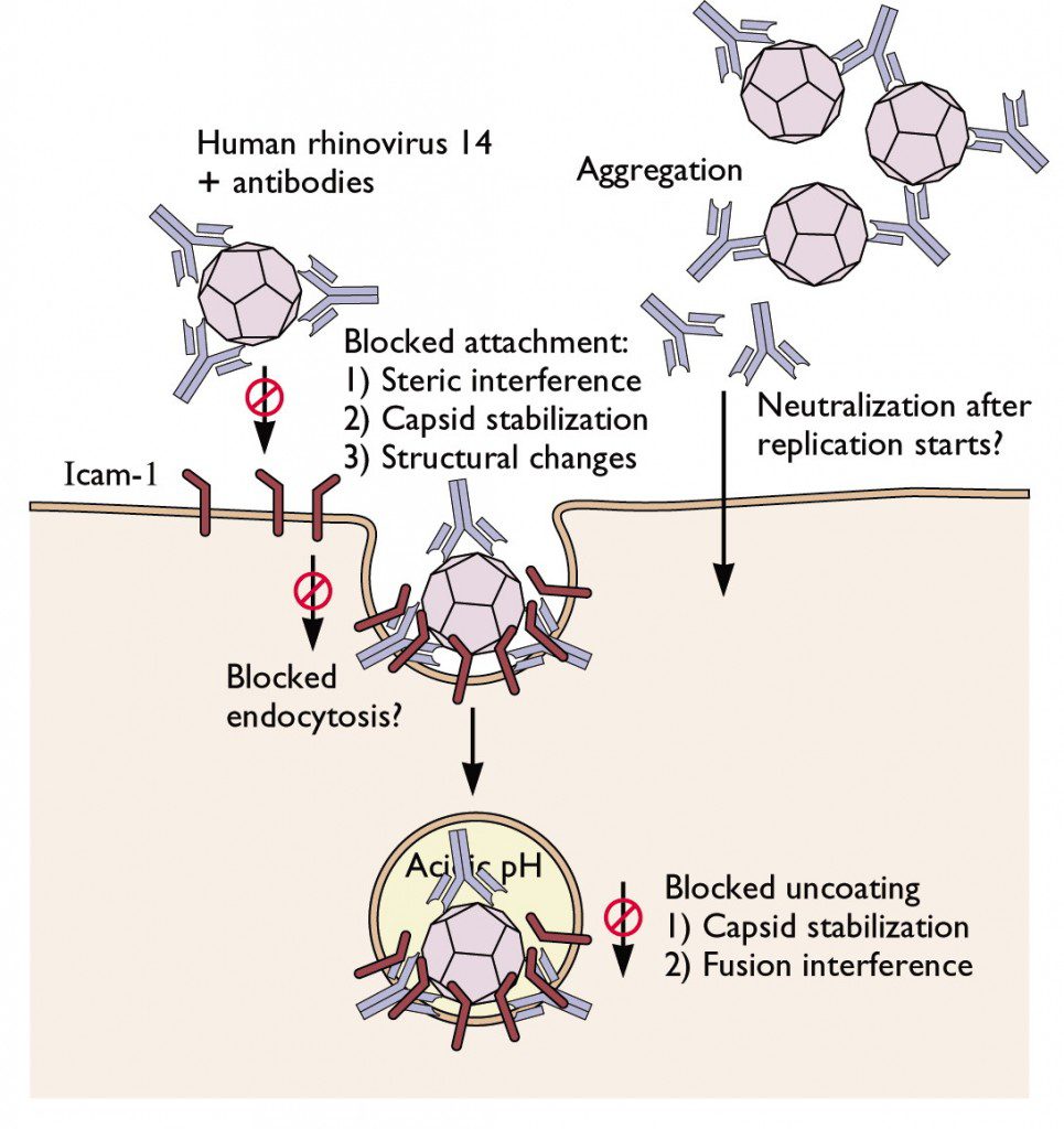Antibodies neutralize viral infectivity inside cells