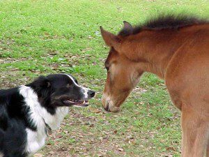 Dog and horse