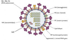 influenza-virion1