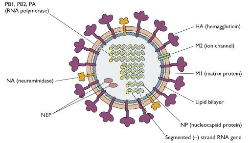 Structure of influenza virus
