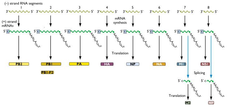 influenza_virus_rna