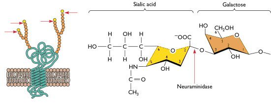 sialic acid