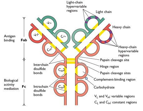 antibody