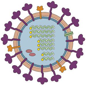 Origin Of Segmented Rna Virus Genomes