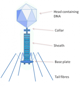 bacteriophage
