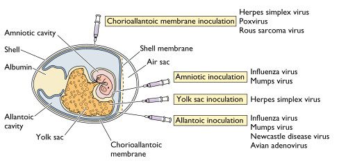 viruses_in_eggs