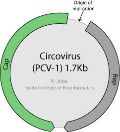 Circovirus genome