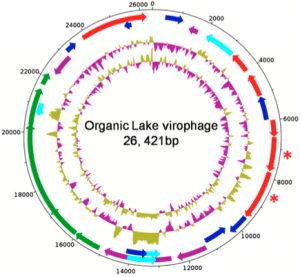 organic lake virophage