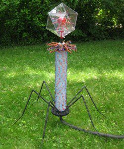 bacteriophage model