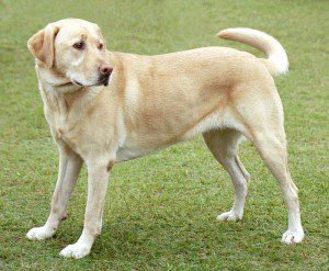 yellow labrador