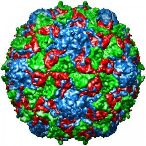 Sabin type 2 poliovirus