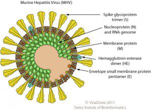 Coronavirus virion