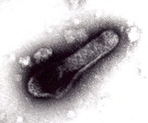 baculovirus