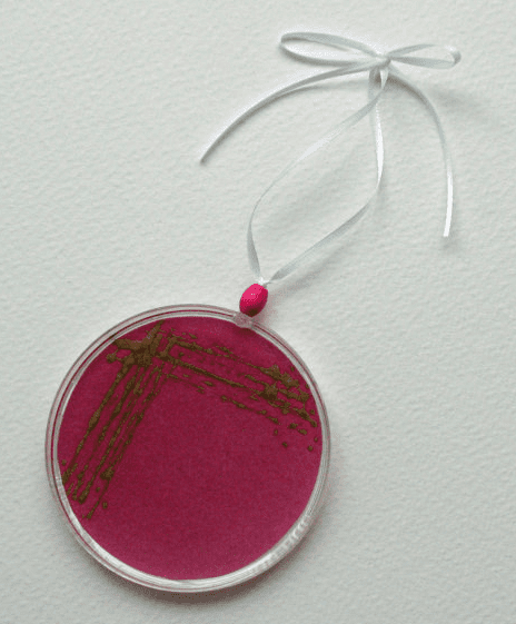 petri dish ornament