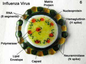 influenza virus brooch
