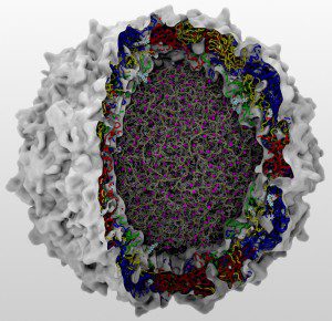 Poliovirus cutaway