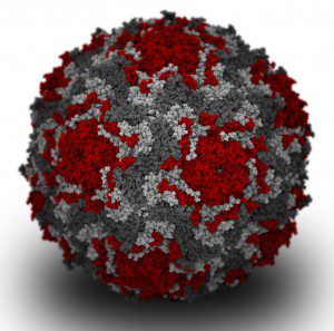 Enterovirus