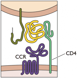 HIV binding CD4 and ccr