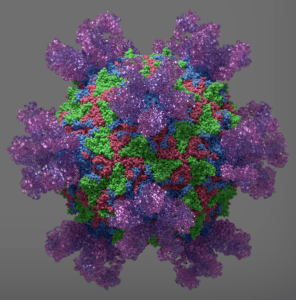 Antibodies bound to poliovirus. 