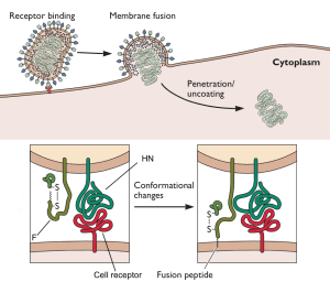 paramyxovirus fusion