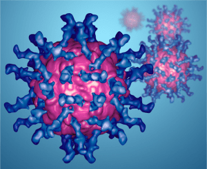 poliovirus + receptor