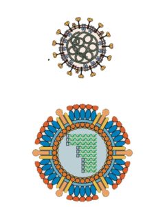 coronavirus and reovirus