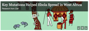 key mutations ebola virus
