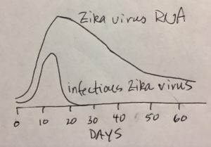 Zika RNA and virus