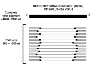 Defective influenza virus RNAs