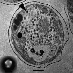 TetV infected Tetraselmis