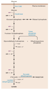 Glycolysis