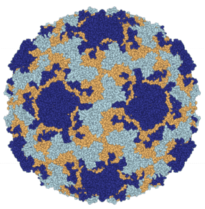 rhinovirus 16