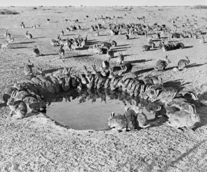 Rabbits around the waterhole