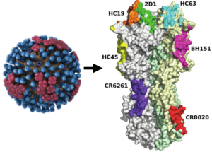 influenza virus HA