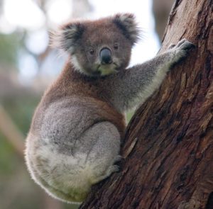 Koala_climbing_tree