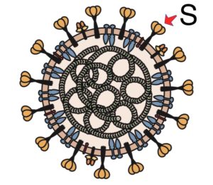 coronavirus Spike