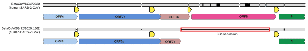 SARS-CoV-2 genome Orf8